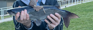 Channel Catfish