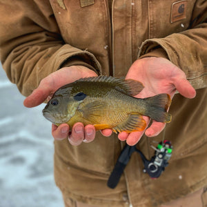 How to Catch Bluegill